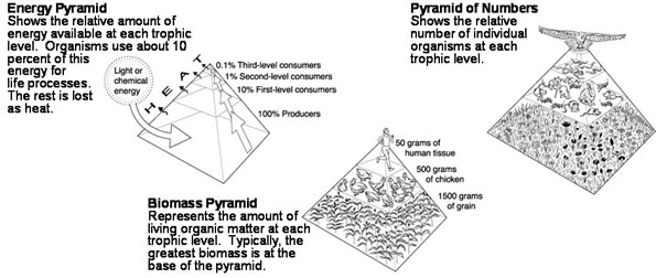 Ecological pyramids